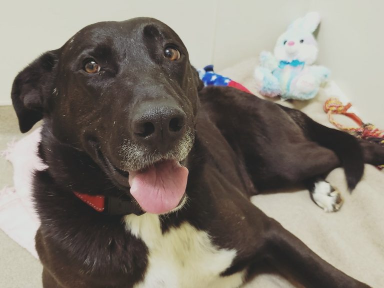 Pet Friendly Housing Lynchburg Humane Society
