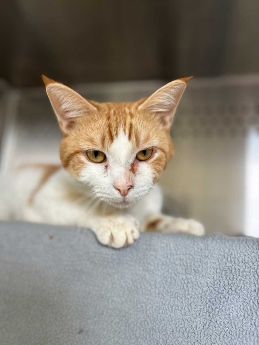 Rehome Dogs and Cats Lynchburg, VA